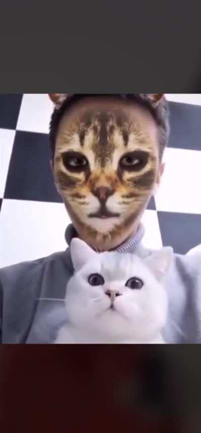Cats react to cat filter