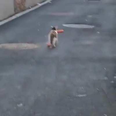 I'm a cat burgler meow!