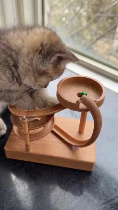 This cat wonders what's happening