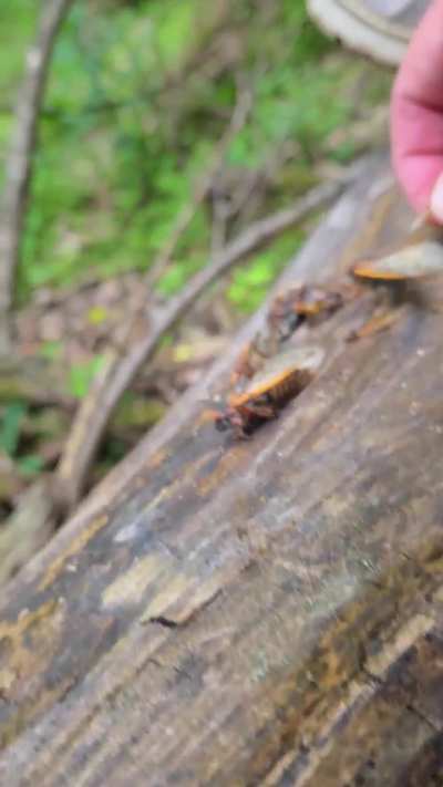 One of my first crushes 😍 full 10 min video available!