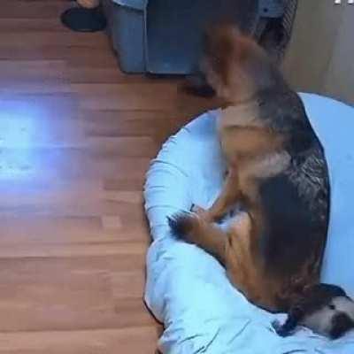 Hooman, he's doing it again