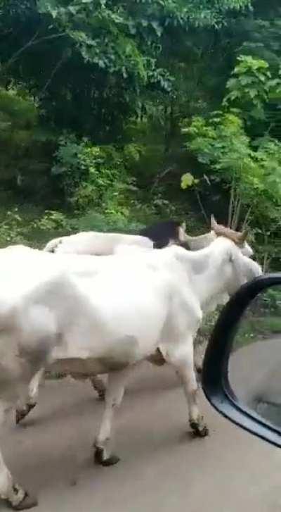It’s not everyday that you can see a monkey riding a bull [Costa Rica]