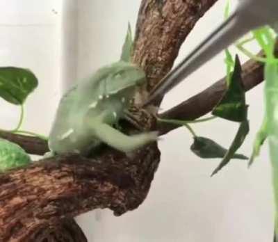 Hooman didn't get my order right