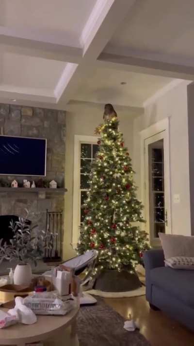 An owl came down a family's chimney and settled on their Christmas tree (THE VIDEO)

