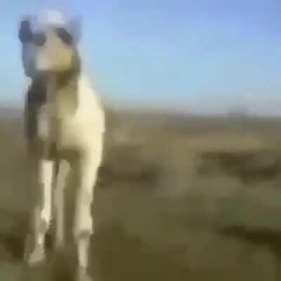 This camello spittinn facts 😳🥺