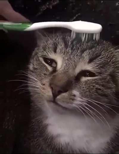 If you get a wet toothbrush and pet a cat it, it supposedly reminds them getting clean by their mother