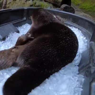 Otters having a bath