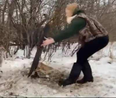 Risking injury to free a bobcat trapped in a snare