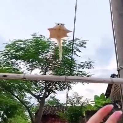 Летающий Бро