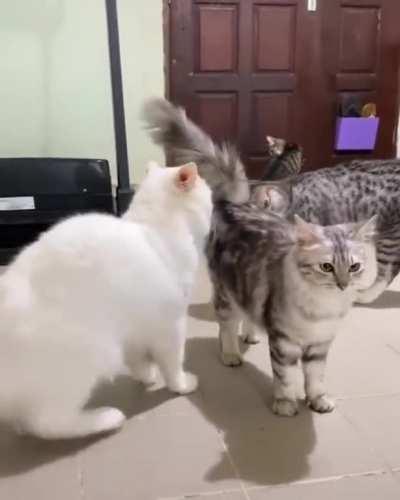 Smell my butt and calm down