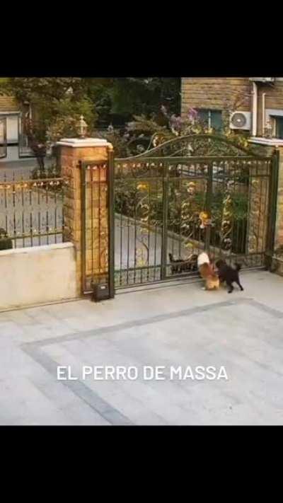 El Perro de Massa