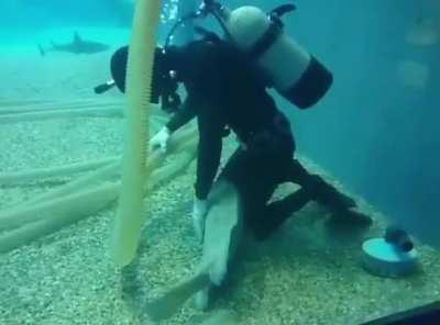 For anyone having a hard day, please look at this video of fish asking for pets to brighten your day