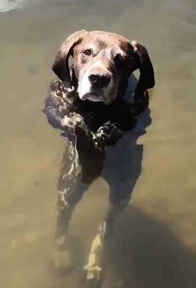 Dog standing in water