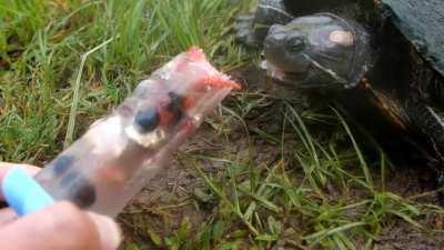 The red-eared slider is native to the southern US and northern Mexico, but it has established itself in other areas because of pet releases. These turtles generally live in or near water, and females will leave the water to lay eggs. They are omnivores an