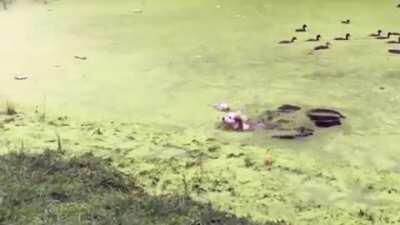 Just because it looks like grass...