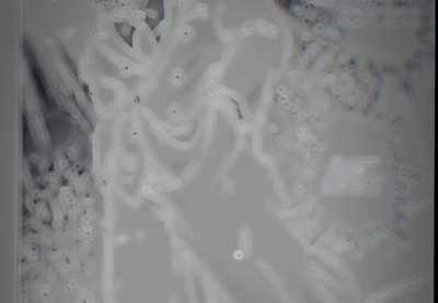 Bro didn’t mess around Vs Shachihoko