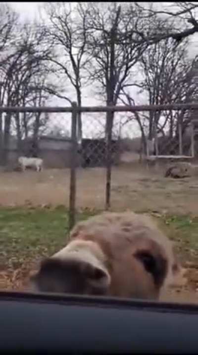 A smiling donkey asking for food