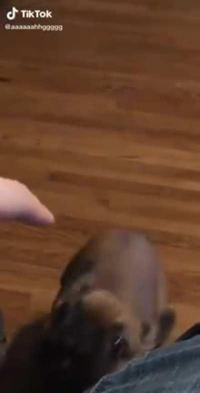 Perfectly cut(e) scream