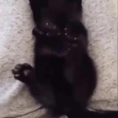 Kitty realising she has more than one paw.