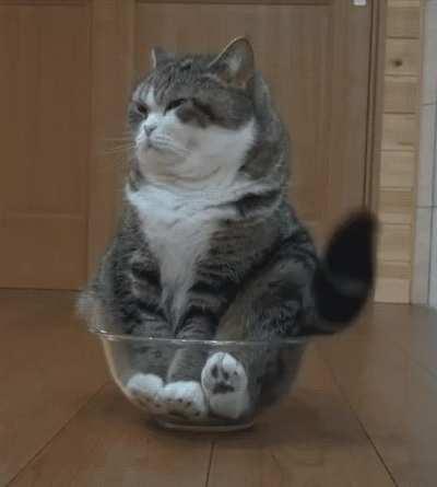 a bowl of cat