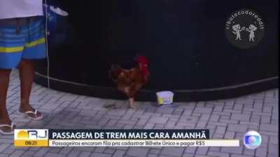 O verdadeiro pai de pet 
