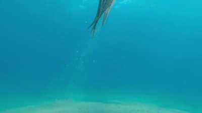 Emerges beneath the sand