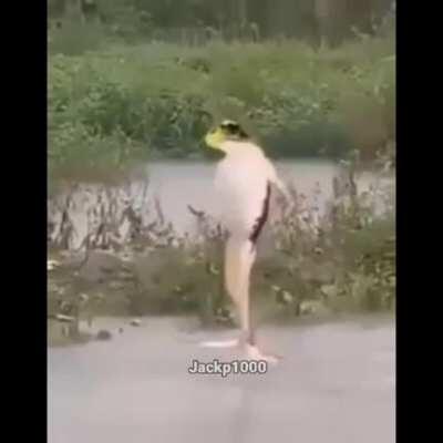 Rana bailando un temazo 😎