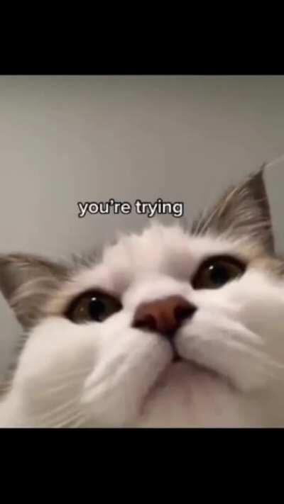 cat knows you work hard