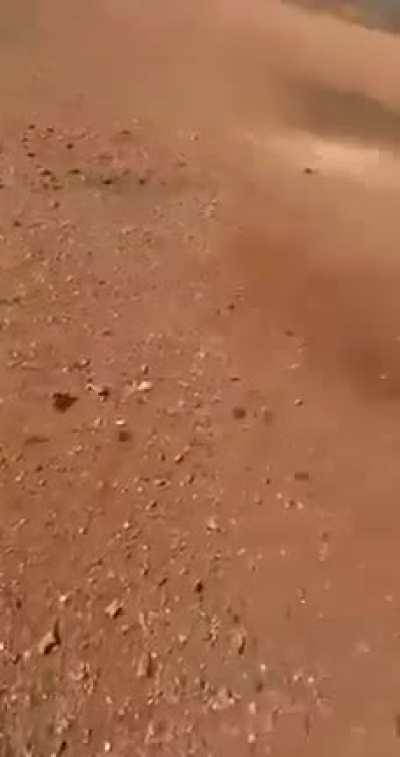 Mice Pouring Out Of Grain Silos. Glad I don't Live In Australia