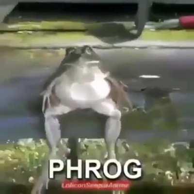 Phrog