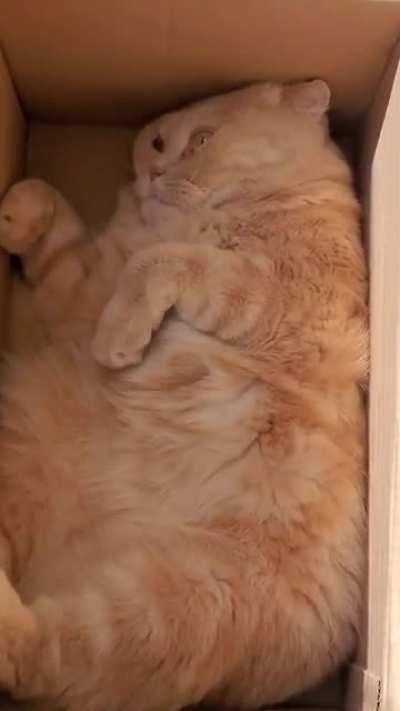 Boxed chonk