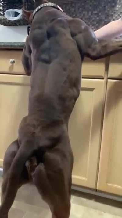 This unit appears to be pumping iron, and maybe taking roids