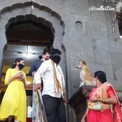 Dog giving his blessing outside of temple