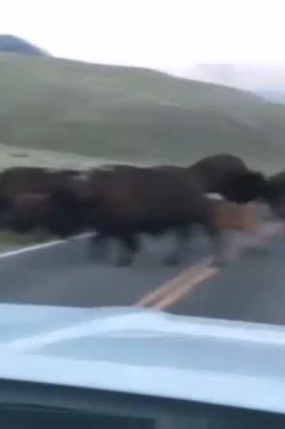 🔥 The force of this Bison