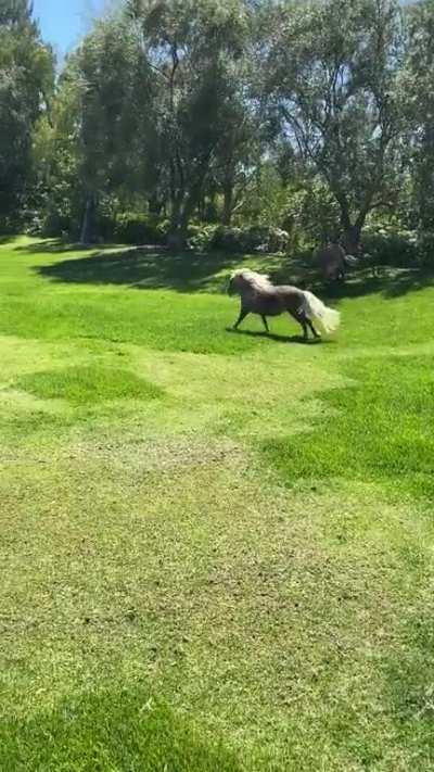 Whiskey and Lulu after their bath