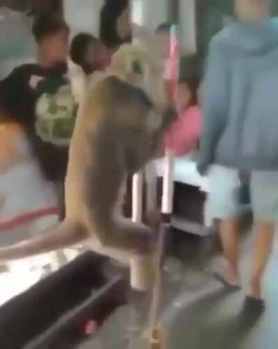 Just a monkey using stilts; nothing to see here.