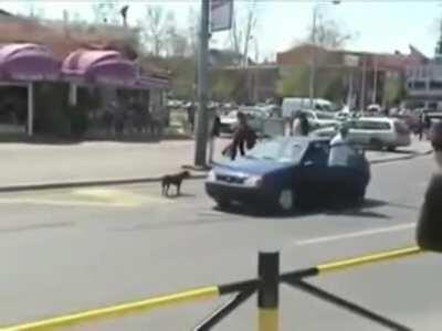 Dog pulls numberplate off impatient man's car