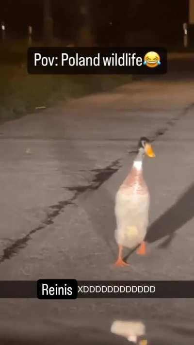 Пингвин, курва!