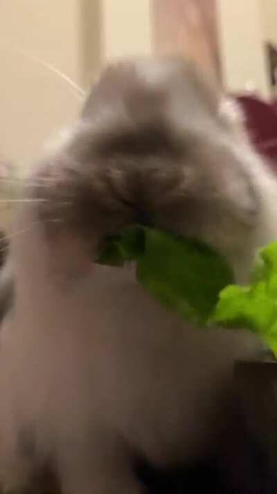 My adorable bunbun enjoying her diner!