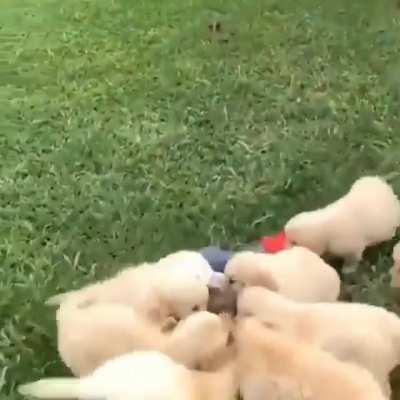 The following video contains material that may be harmful or traumatizing to some e audiences