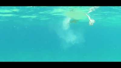 Pelican Sunset, Cabo San Lucas 