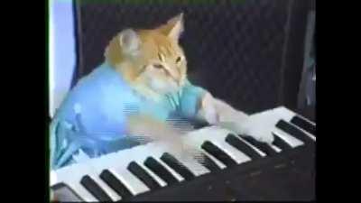 THE CAT IS PLAYING PIANO!!!!