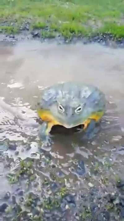 A very mad bullfrog.