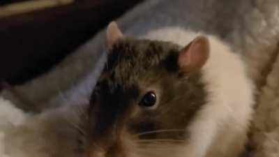 One minuet and five seconds of Mr Pickles eating a tortilla chip