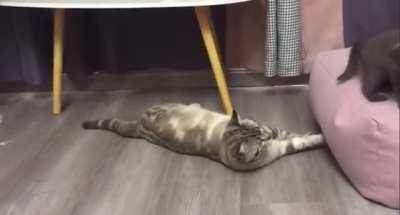 This little cat is assholes