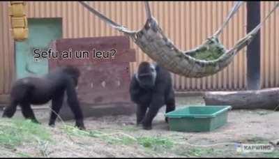 Romania 😂😂😂😂👌👌👌👌