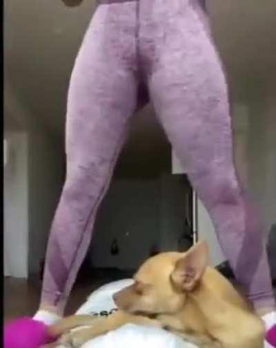 Бедная собака