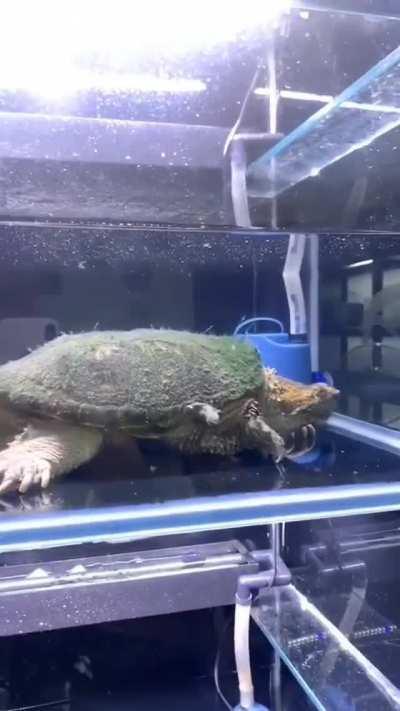 A baby turtle chasing its tail