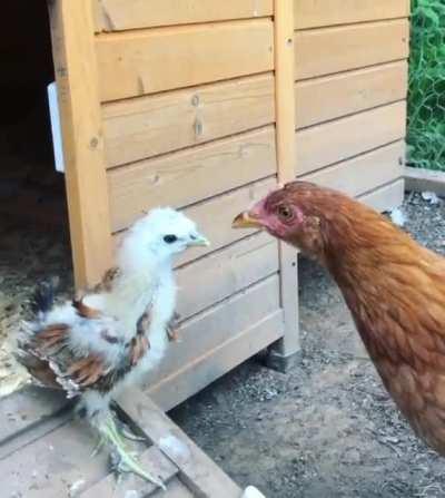 Can’t believe this was a year ago, I should have known then any chick brave enough to withstand this stare down from a hen would grow up to be a mean rooster. Even if spends a good bit of time in rooster jail, he’s still one of my favorites. He’s too pret
