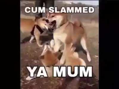 oh no doge!!! Don’t say that words!!!